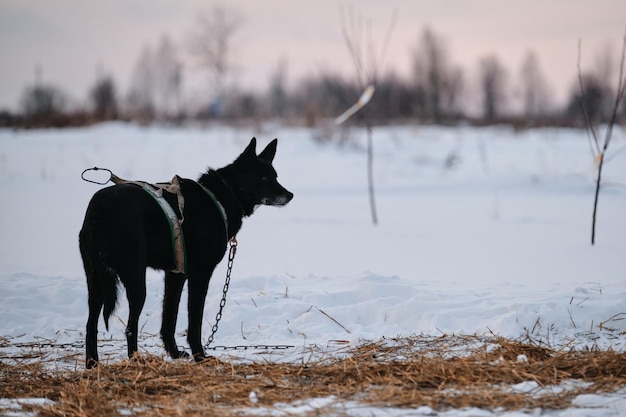 Perro negro con bozal gris en arnés en forma de x se para con la espalda y mira hacia otro lado