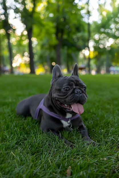 Perro negro bulldog francés se acostó en el césped del parque y sacó la lengua