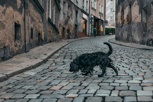 Perro negro en la calle del casco antiguo