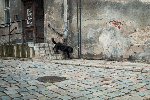 Perro negro en la calle del casco antiguo