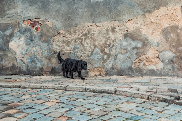 Perro negro en la calle del casco antiguo