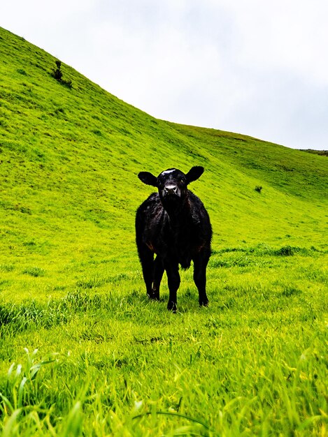 Foto perro negro en un campo