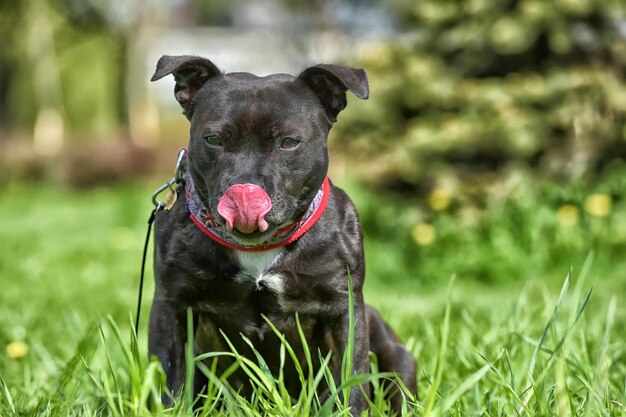 Foto perro negro en el campo