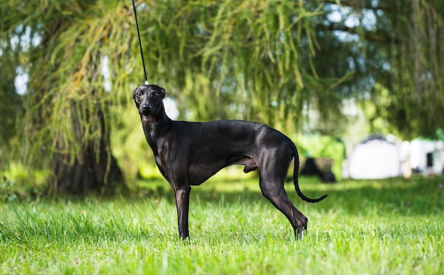 Foto perro negro en el campo