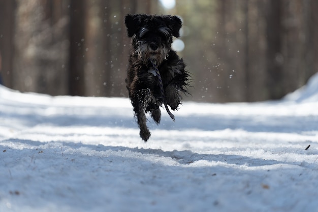 Un perro negro corre por la nieve.