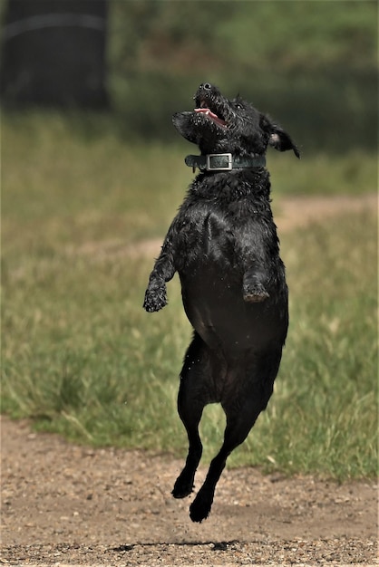 Foto perro negro corriendo por el campo