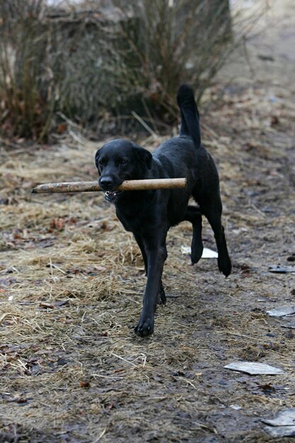 Foto perro negro corriendo y jugando con un palo
