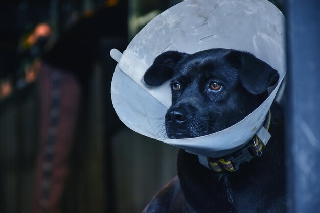 Foto un perro negro y encantador, un perro enfermo.