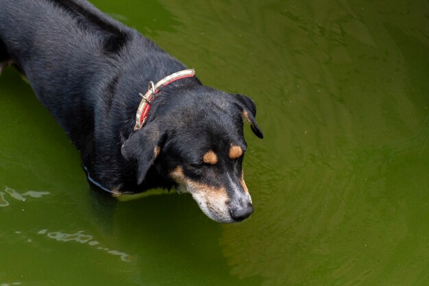 Perro negro en el estanque