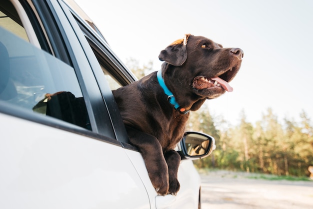 Foto perro negro feliz en coche