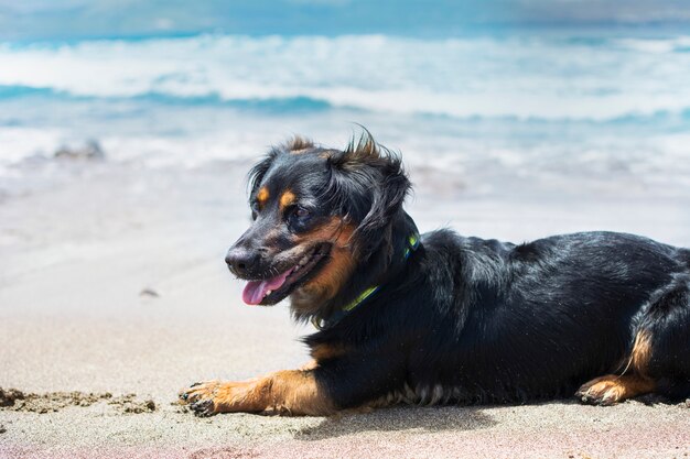 Perro negro feliz tumbado en la orilla del mar, disfrutando de un día de playa de verano.