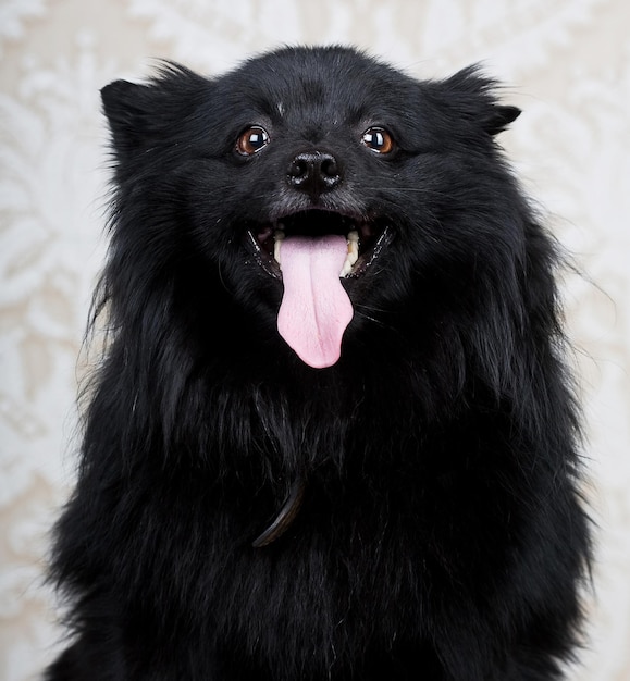 Perro negro con gran sonrisa