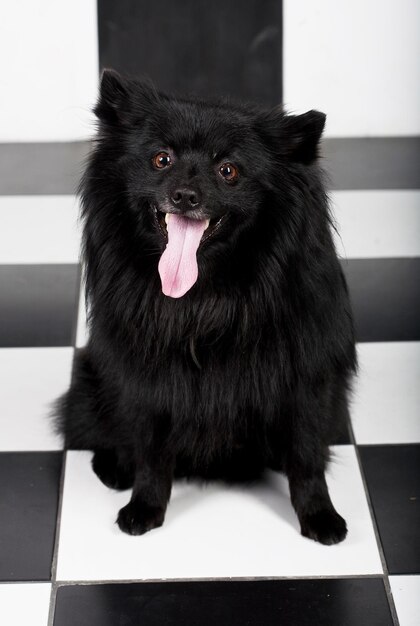 Perro negro con gran sonrisa