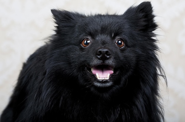 Perro negro con gran sonrisa