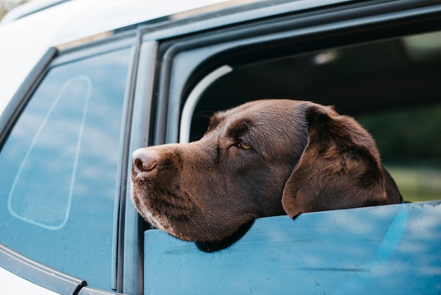 Perro negro grande en coche