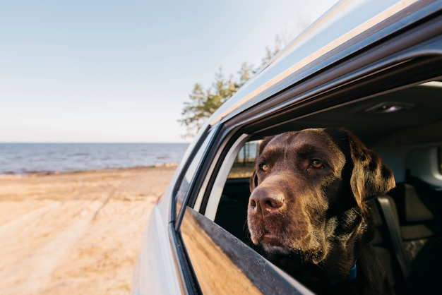 Perro negro grande en coche