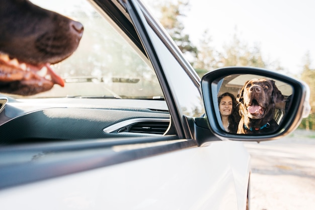 Perro negro grande en coche