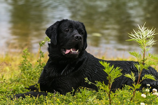 Perro negro grande labrador