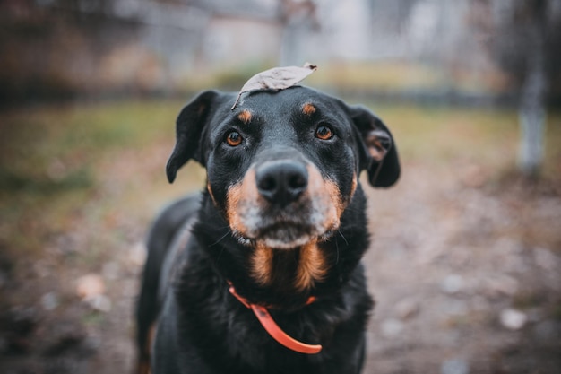 perro negro con una hoja en la cabeza