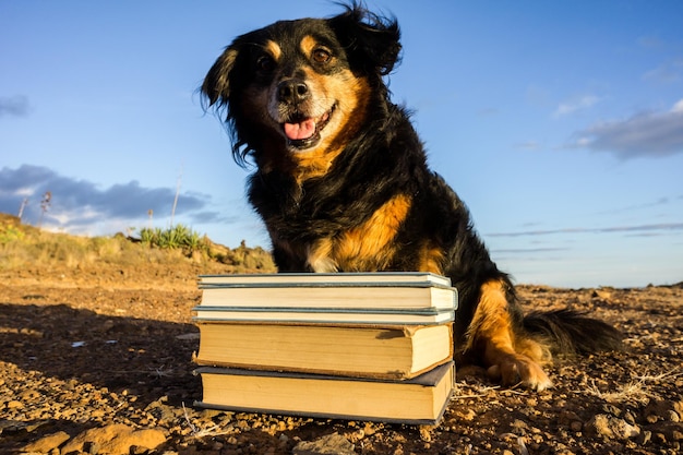 Un perro negro inteligente leyendo un libro