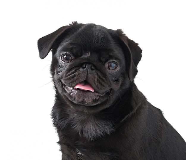 Perro negro joven pug posando en blanco