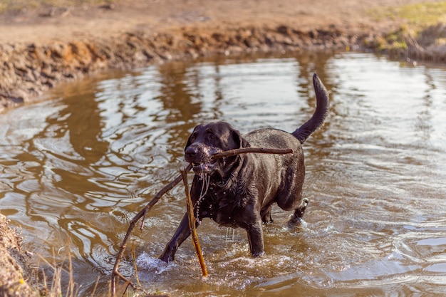 Perro negro jugando en el agua con un palo de árbol en la orilla del lago en los rayos del sol en primavera