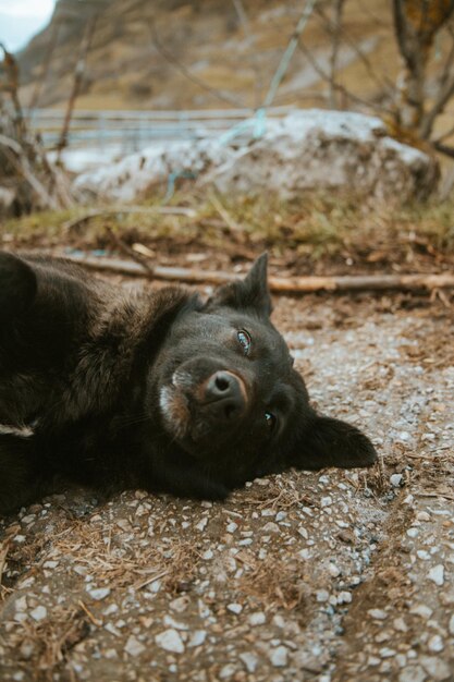 Perro negro y lindo descansando en el camino