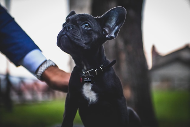 Perro negro con la mano contra un fondo borroso
