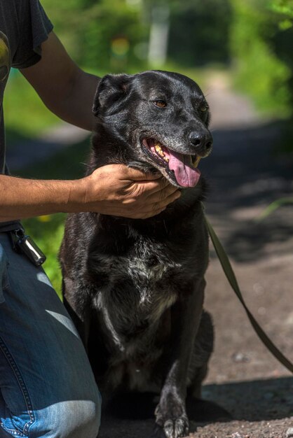 Foto perro negro con la mano