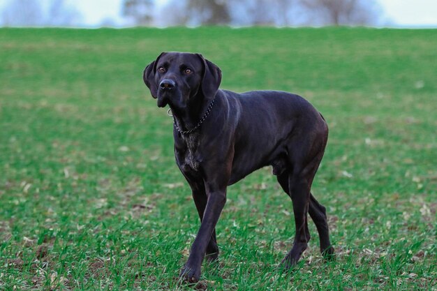 Foto perro negro mirando hacia el campo