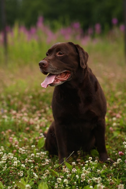 Foto perro negro mirando hacia el campo