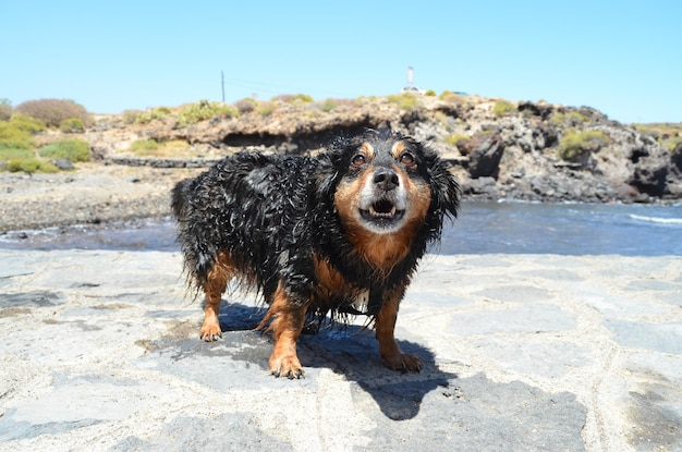 Perro negro mojado cerca de una playa en el Océano Atlántico