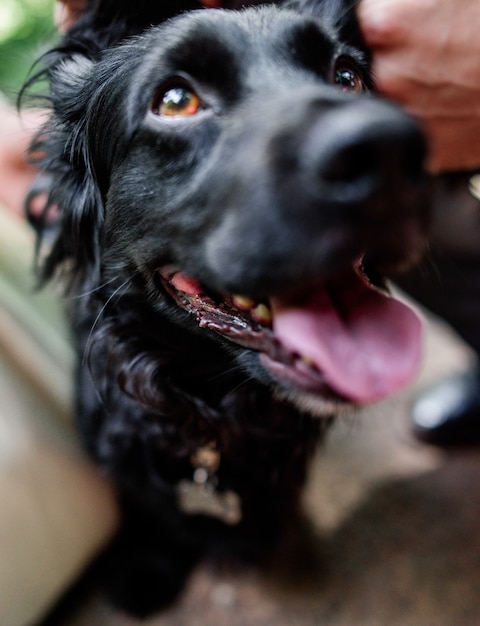 El perro negro mullido mira para arriba en la cámara