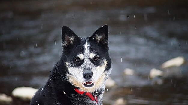 Foto perro negro en la nieve