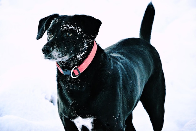 Foto perro negro en la nieve