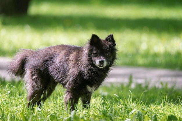 Perro negro con orejas colgantes mestizo entre la hierba en verano