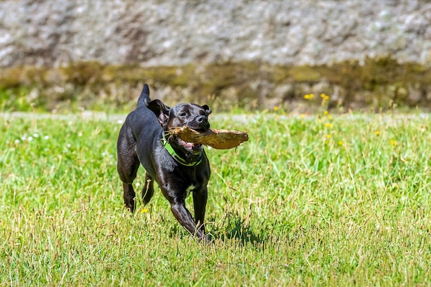 Perro negro de pelo liso corre con un palo en los dientes sobre la hierba verde, día soleado