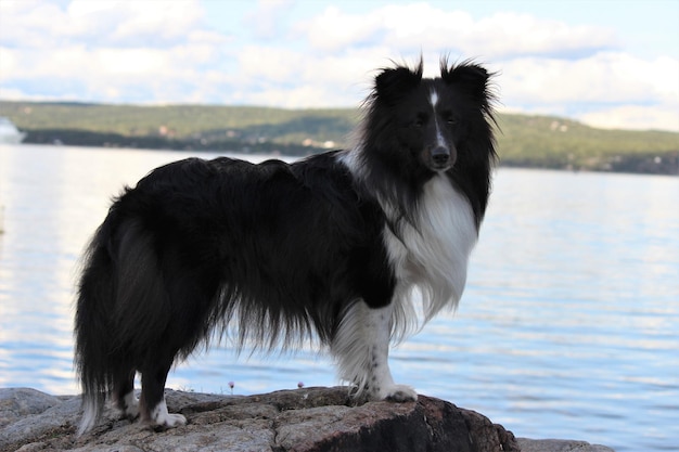 Perro negro de pie en el lago