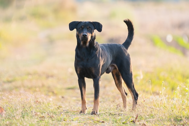 Perro negro de pie mirar a la cámara al atardecer