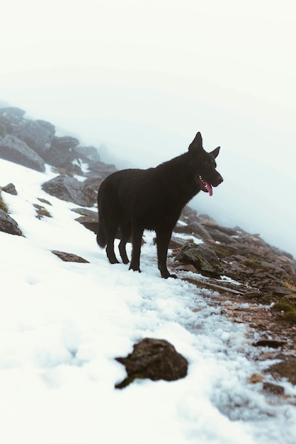 Perro negro de pie en la nieve.