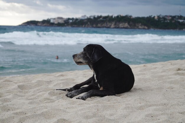 Foto perro negro en la playa contra el cielo