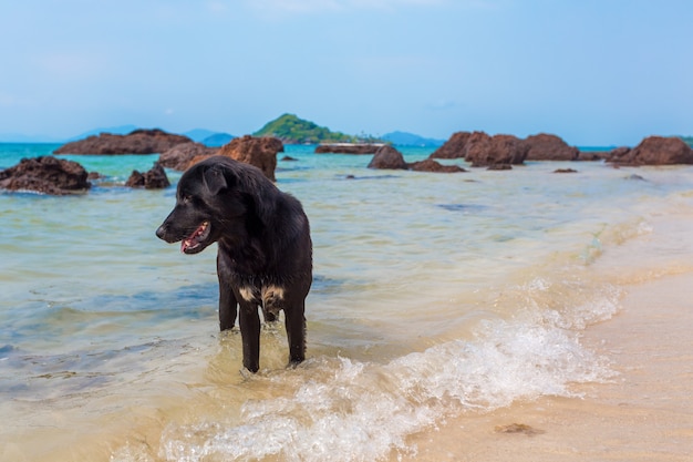 Perro negro en la playa