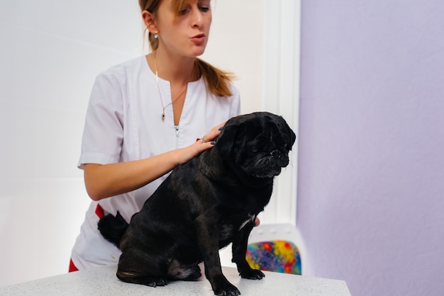 Un perro negro de pura sangre de la raza Dachshund es examinado y tratado en una clínica veterinaria. Medicina Veterinaria.