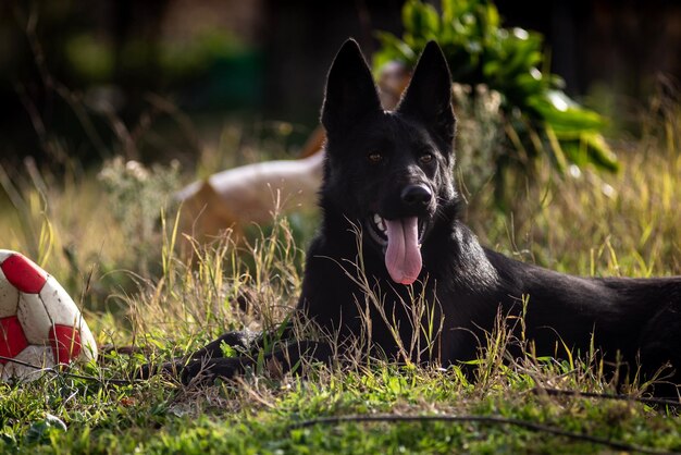 Foto perro negro relajándose en el campo