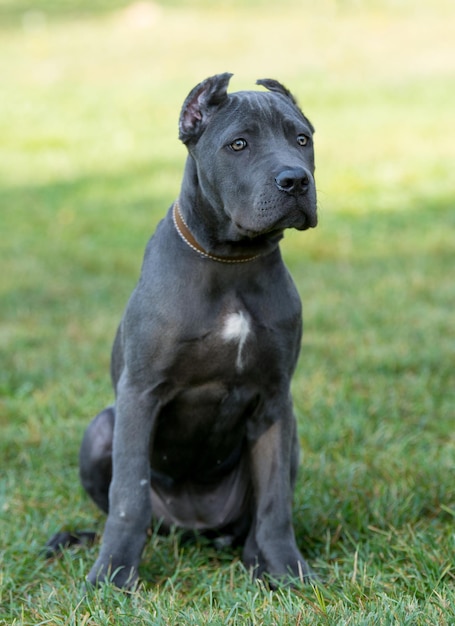 Foto perro negro sentado en el campo