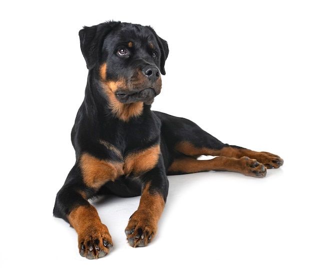 Foto perro negro sentado contra un fondo blanco