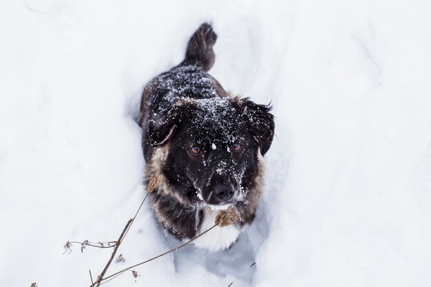 Perro negro sentado en la nieve con copos de nieve en la nariz