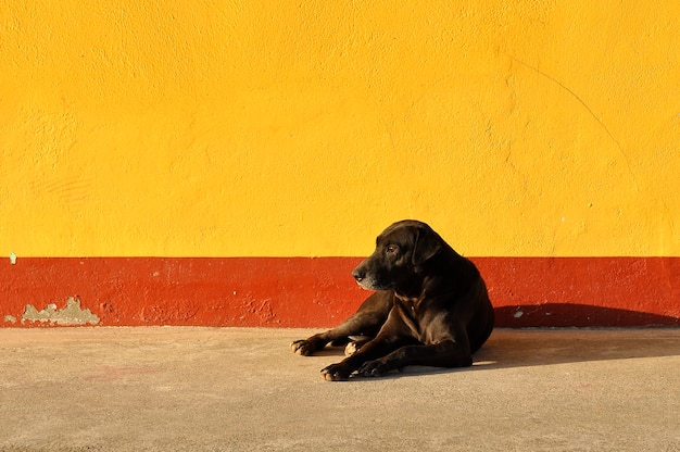 Un perro negro solitario en una pared naranja con rayas rojas