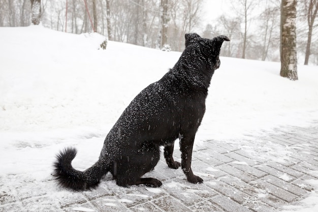 Perro negro solitario