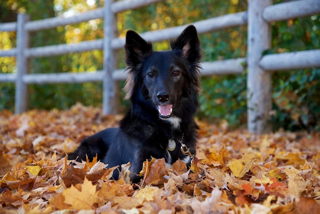 Un perro negro yace en el suelo de hojas amarillas en un parque en otoño